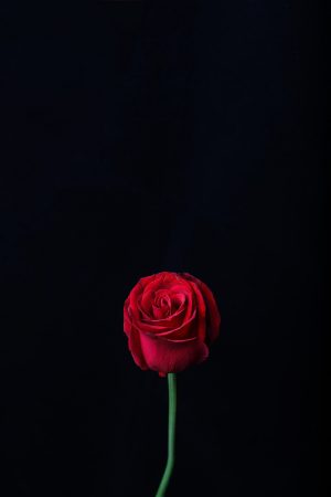 Rose Wallpaper