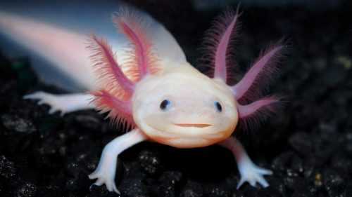 Desktop Axolotl Wallpaper | WhatsPaper