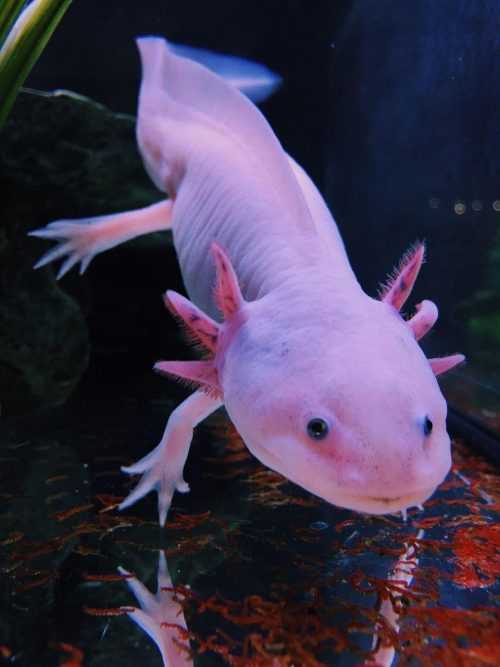 Axolotl Wallpaper | WhatsPaper