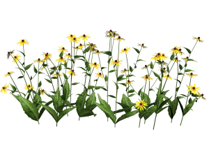 Desktop Flowers Png Wallpaper