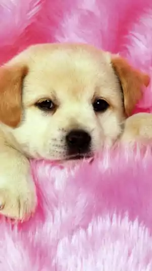 4K Cute Puppy Wallpaper 