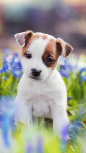 Cute Puppy Wallpaper 