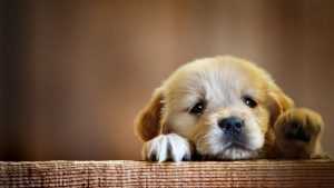 Desktop Cute Puppy Wallpaper