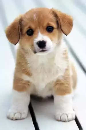 Cute Puppy Background 