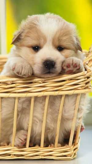 Cute Puppy Wallpaper 