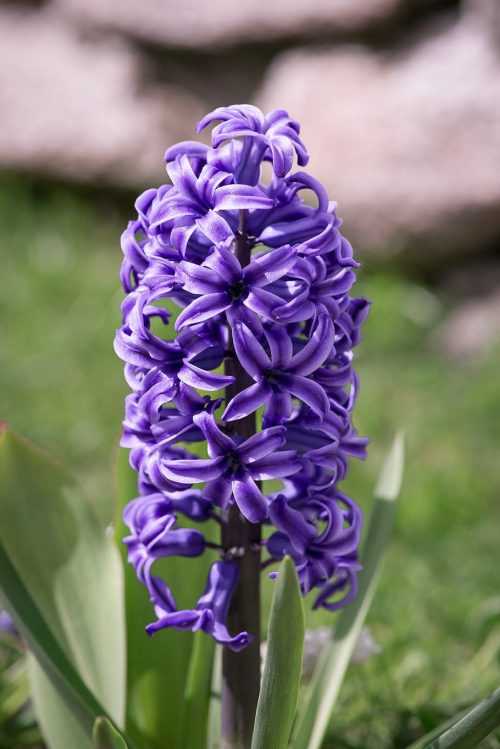 Desktop Hyacinth Wallpaper | WhatsPaper