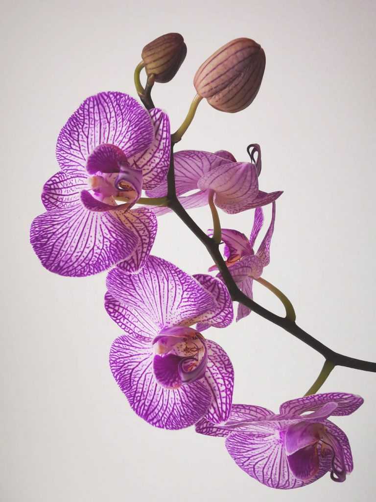 HD Orchid Wallpaper | WhatsPaper