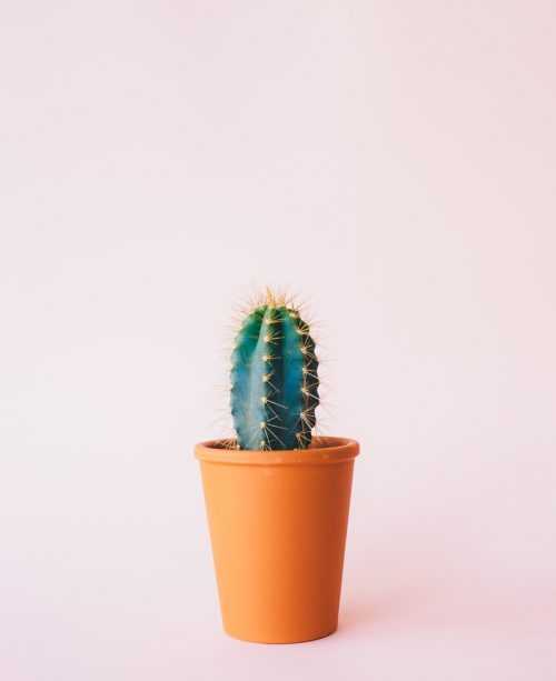 Cactus Wallpaper | WhatsPaper