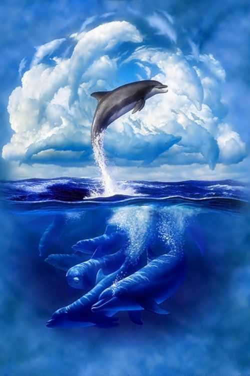 Dolphin Background | WhatsPaper