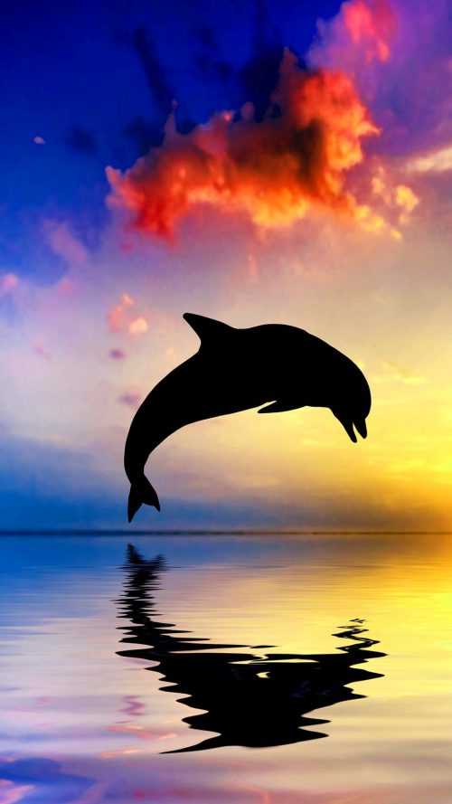 Dolphin Wallpaper | WhatsPaper