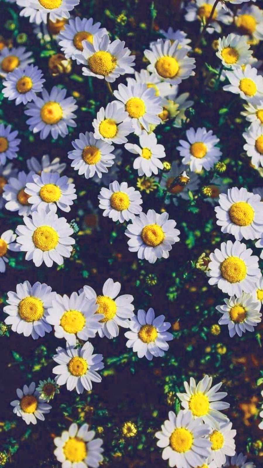 Flowers Wallpaper | WhatsPaper