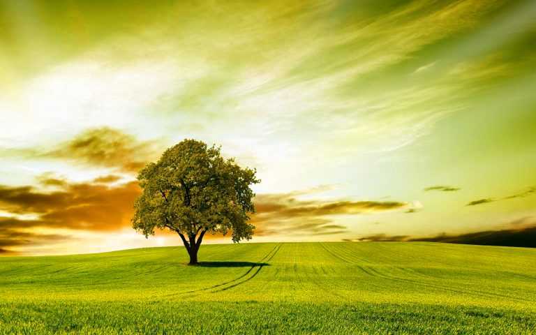 Tree Wallpaper Desktop | WhatsPaper