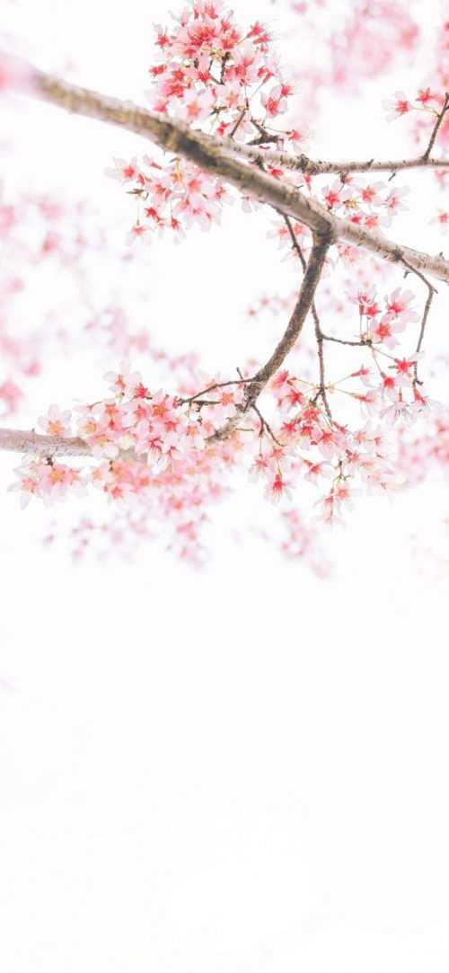 Desktop Cherry Blossom Wallpaper | WhatsPaper