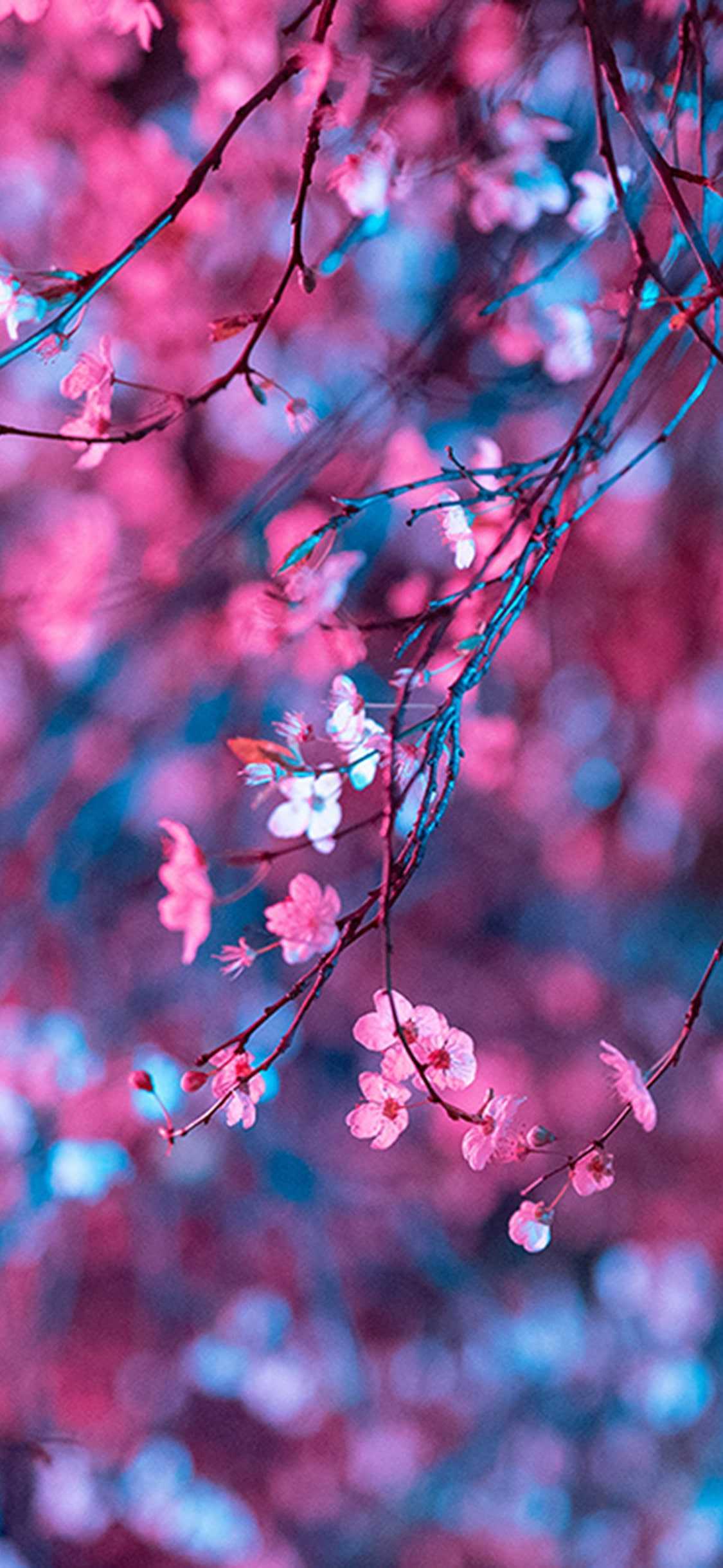 Hd Cherry Blossom Wallpapers