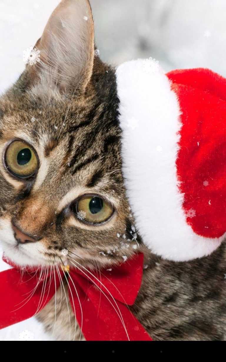 4K Christmas Cat Wallpaper | WhatsPaper