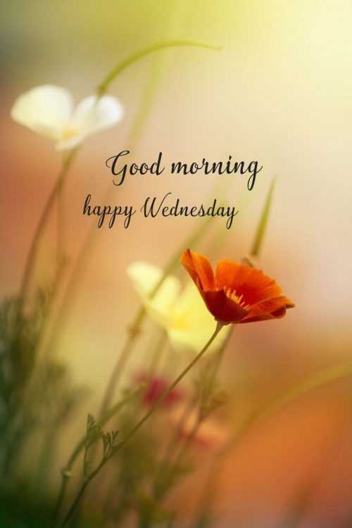 Happy Wednesday Wallpaper | WhatsPaper