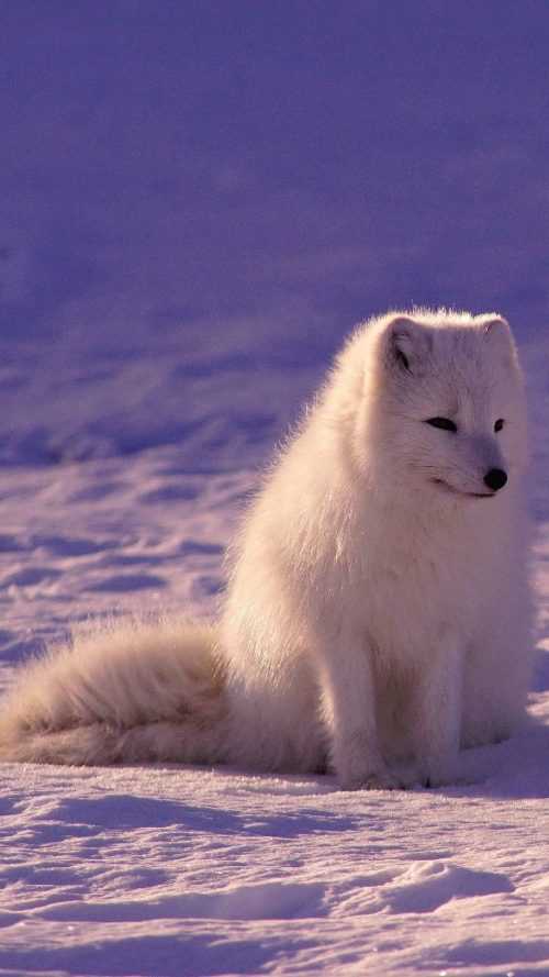 Arctic Fox Wallpaper | WhatsPaper