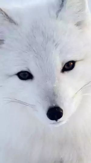 Arctic Fox Wallpaper