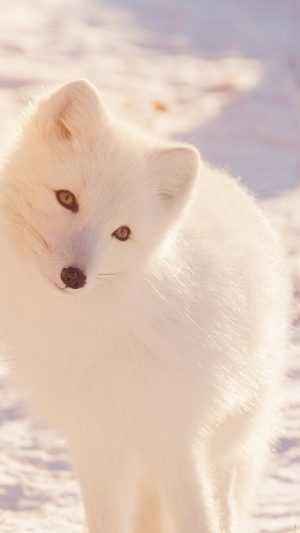 Arctic Fox Wallpaper