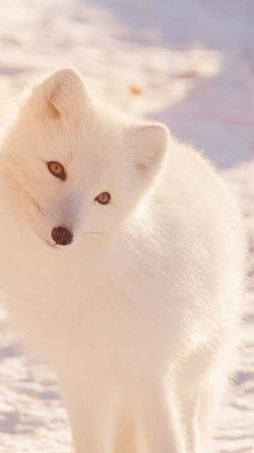 Arctic Fox Wallpaper | WhatsPaper