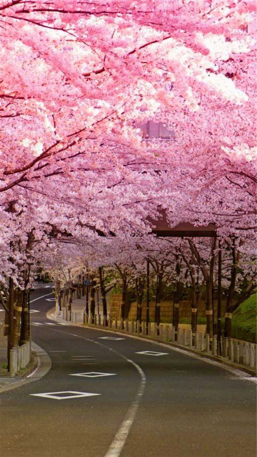 HD Cherry Blossom Wallpaper | WhatsPaper