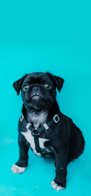 Pug Background