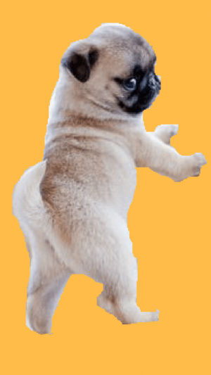 Pug Wallpaper