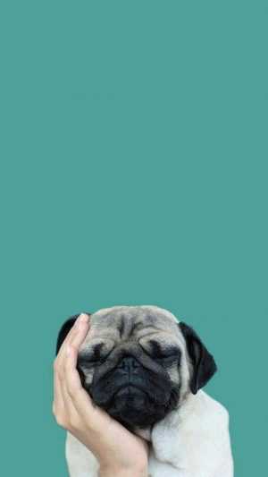 Pug Wallpaper 