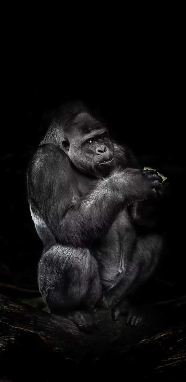 Gorilla Tag Wallpaper | WhatsPaper