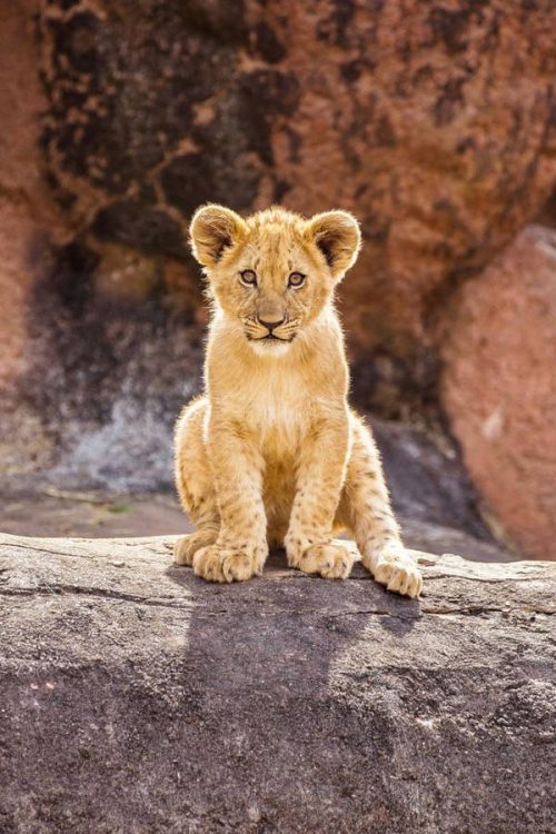 4K Baby Lion Wallpaper | WhatsPaper