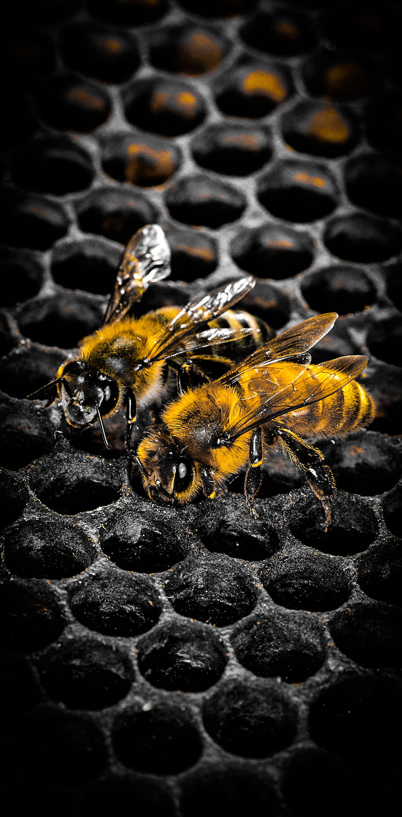 Hd Bee Wallpaper Whatspaper 8866