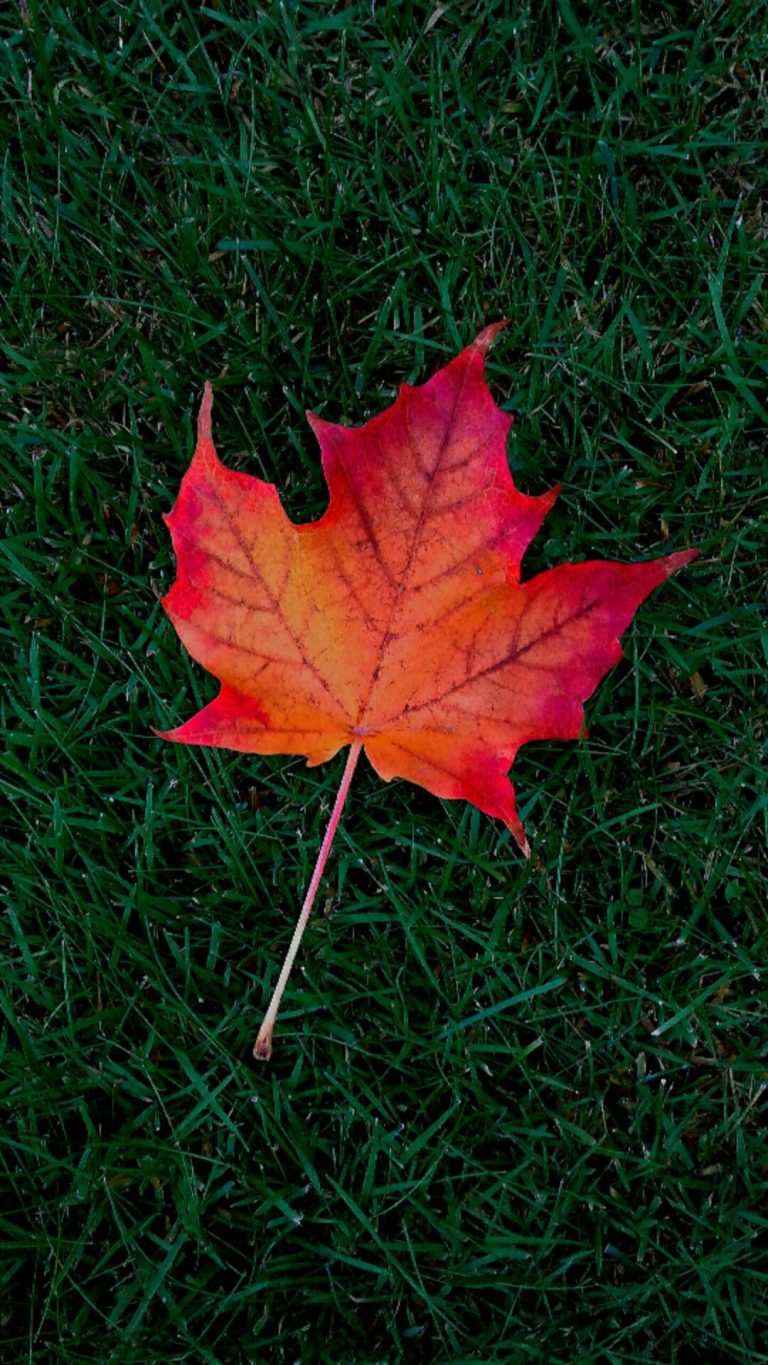 Maple Leaf Wallpaper | WhatsPaper