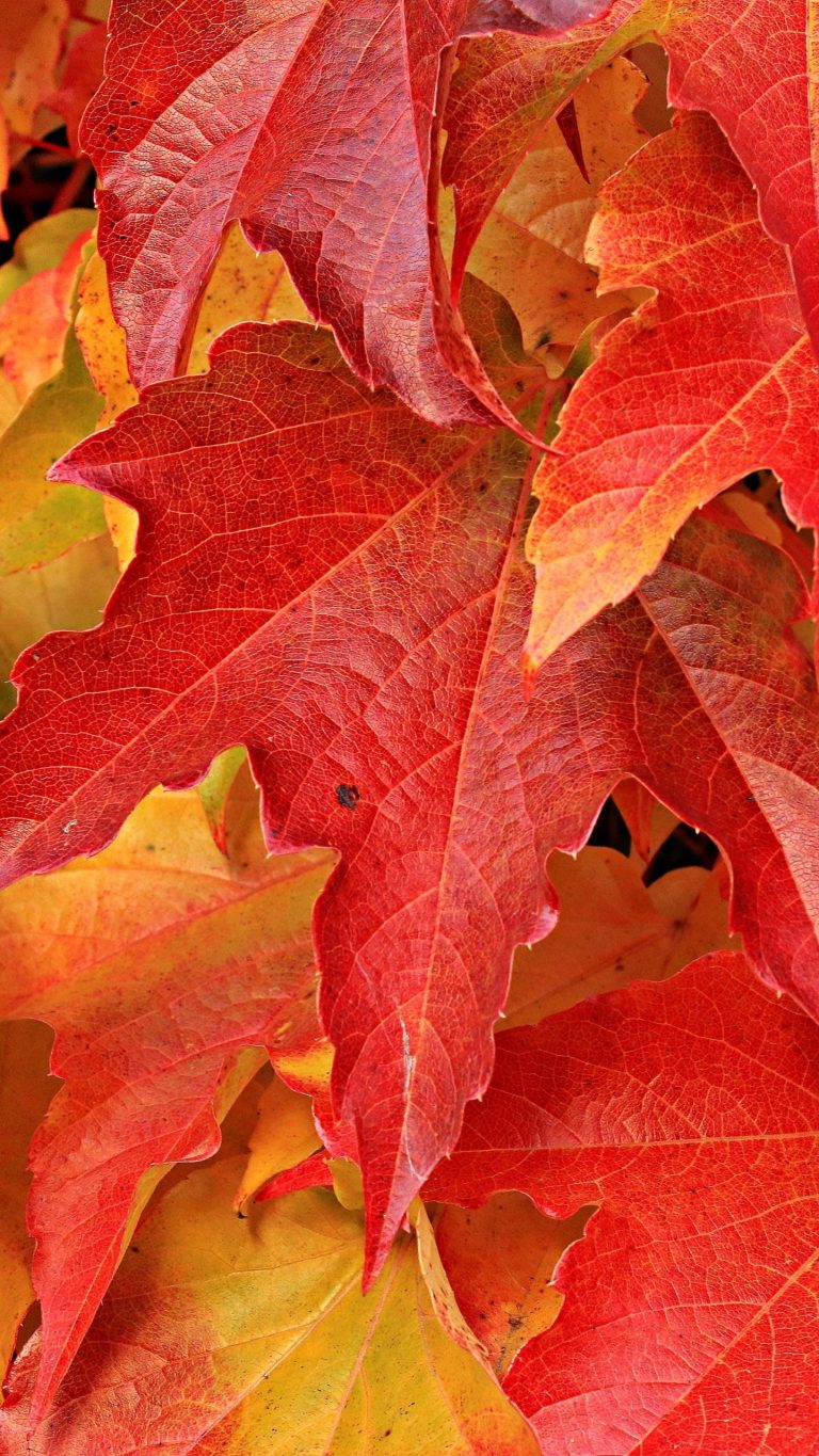 Maple Leaf Wallpaper | WhatsPaper