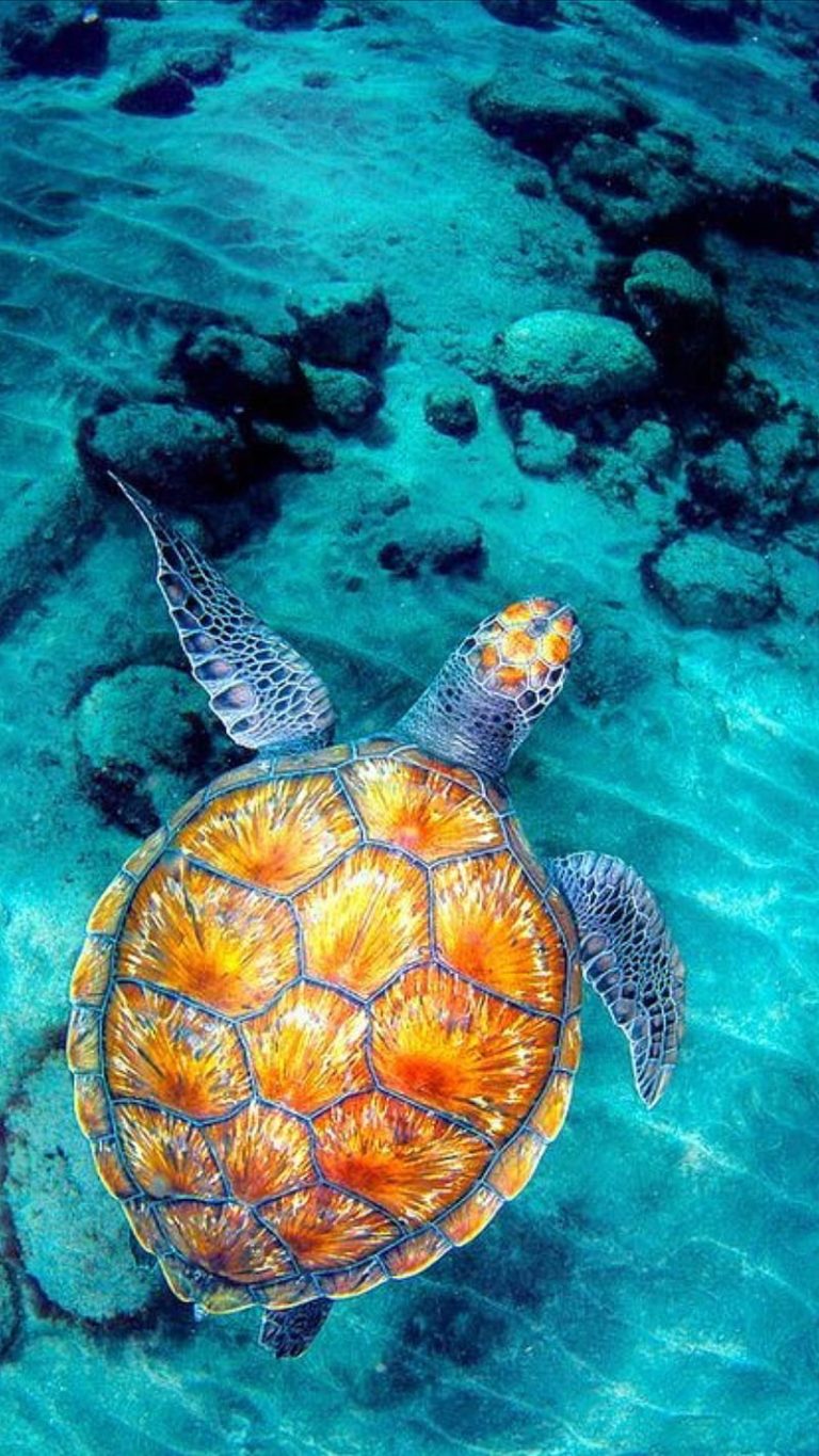 Sea Turtles Wallpaper | WhatsPaper