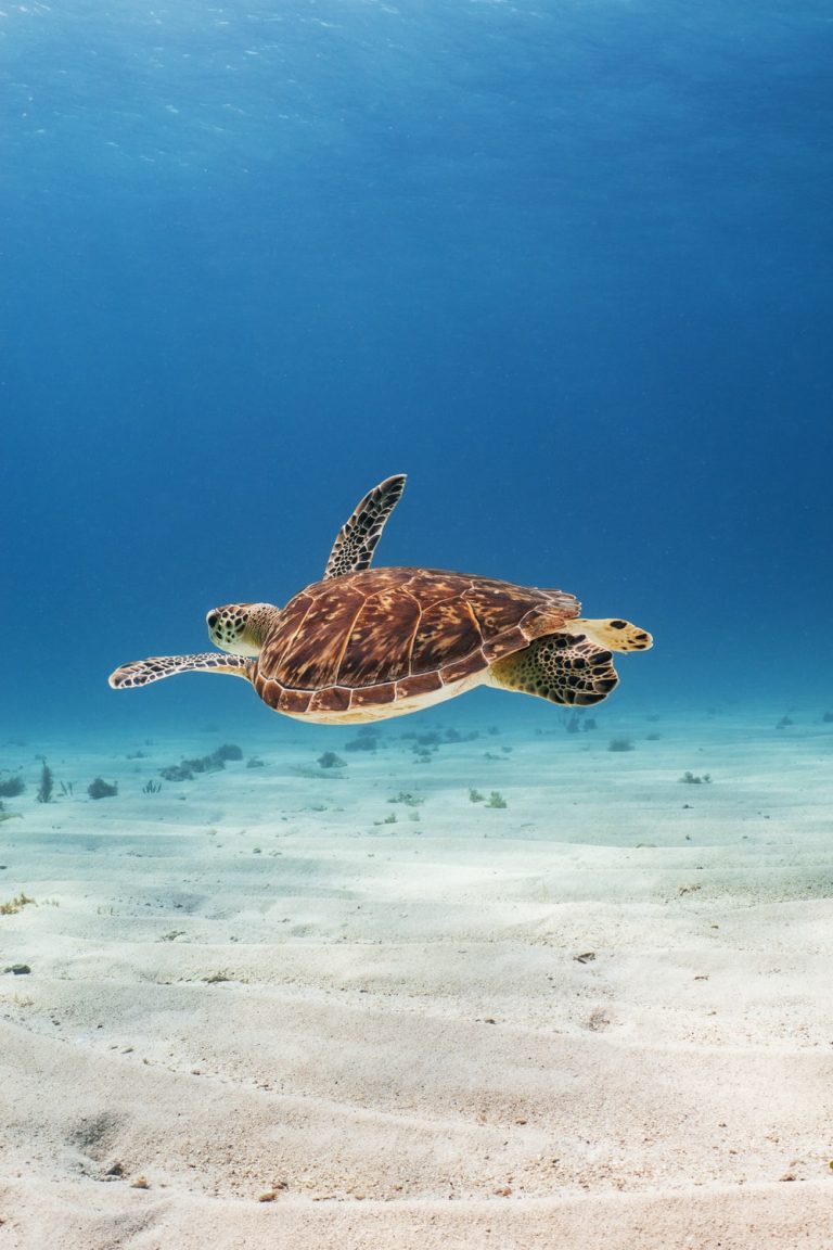 Sea Turtles Wallpaper | WhatsPaper