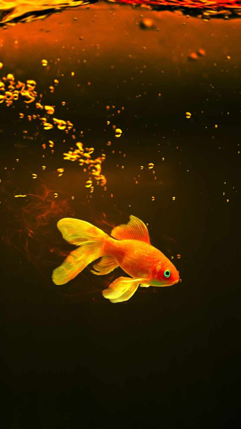 Fish Wallpaper | WhatsPaper