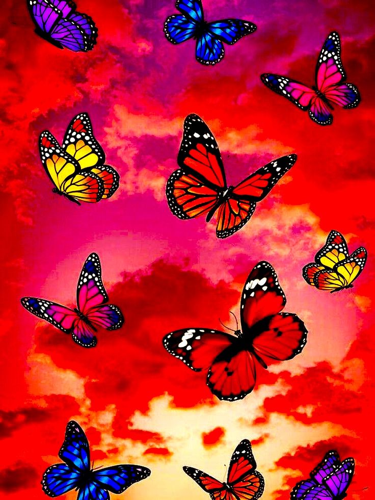 Butterflies Wallpaper | WhatsPaper