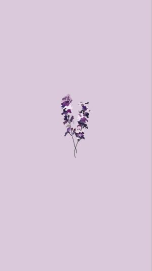 Lavender Wallpaper | WhatsPaper