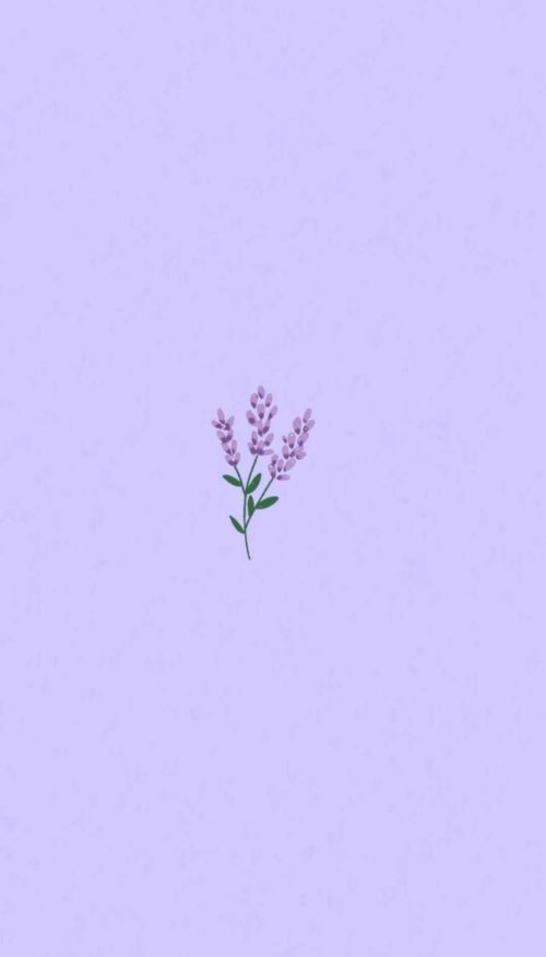 4K Lavender Wallpaper | WhatsPaper