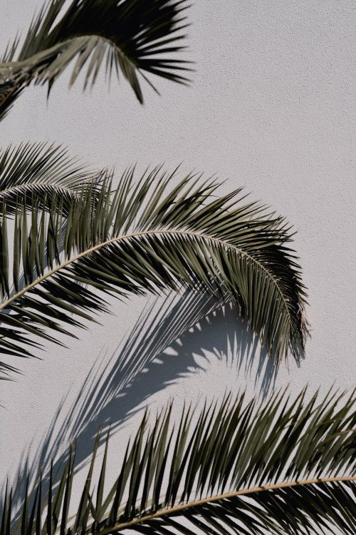 Palm Tree Wallpaper | WhatsPaper