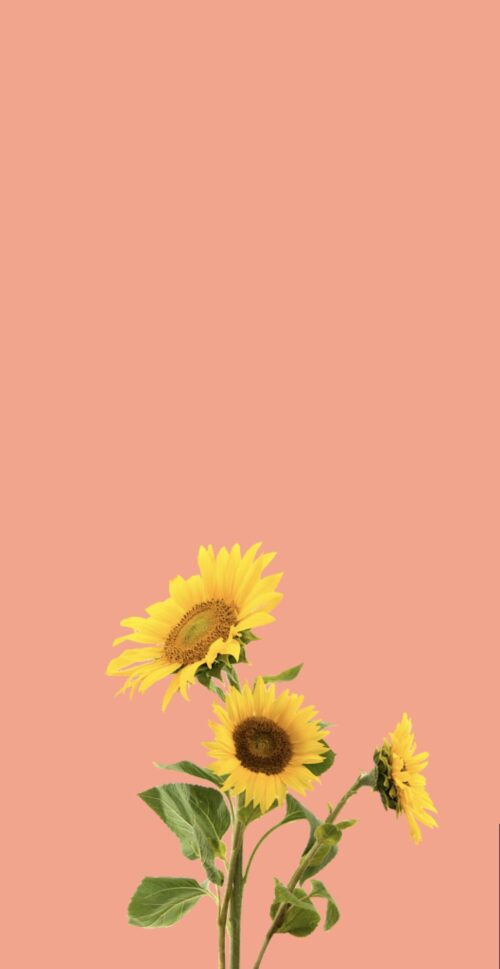 Sunflower Wallpaper | WhatsPaper