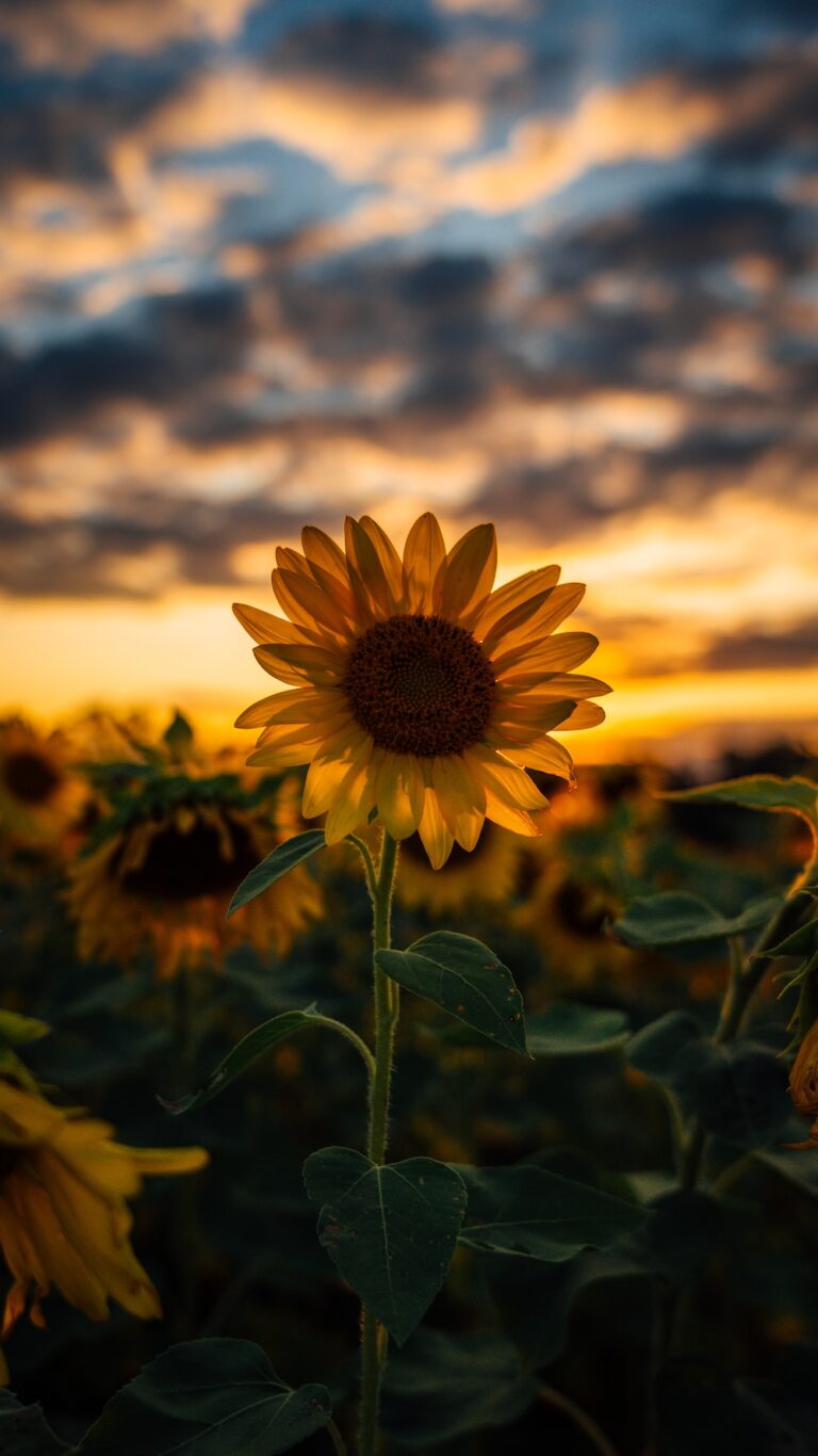 4k Sunflower Wallpaper Whatspaper 8398