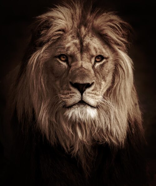 Lion Wallpaper | WhatsPaper