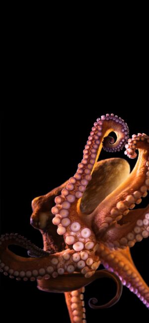 Octopus Wallpaper