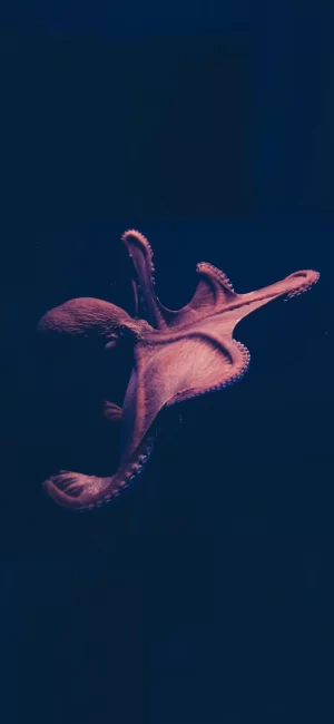 4K Octopus Wallpaper 