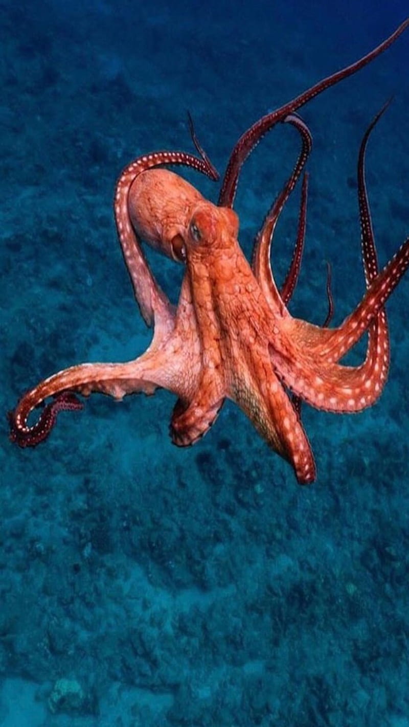 Octopus Background WhatsPaper