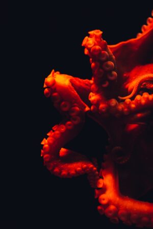 HD Octopus Wallpaper 