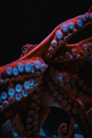 Octopus Wallpaper