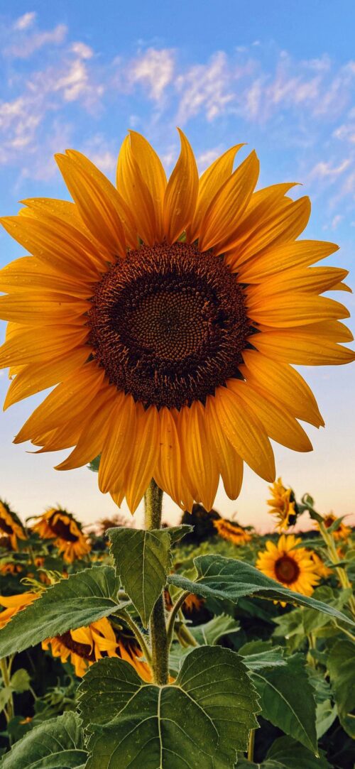 HD Sunflower Wallpaper | WhatsPaper