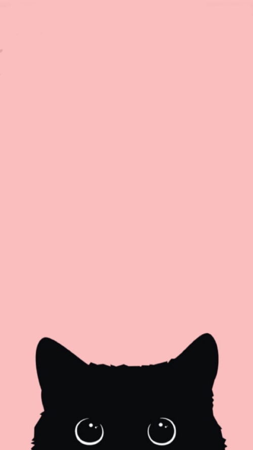 Cat Wallpaper | WhatsPaper